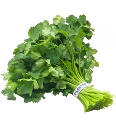 Cilantro Bunch