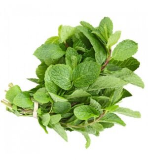 mint-bunch 1.69dl Mint Bunch